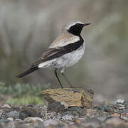 Desert Wheatear