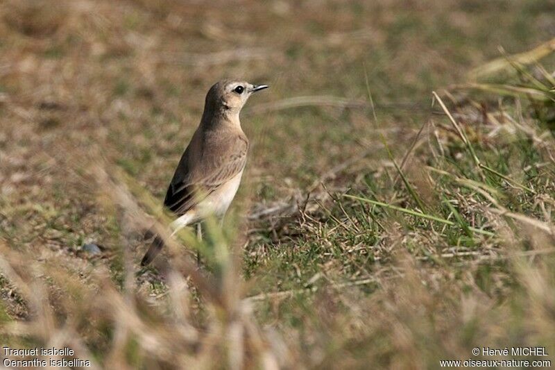 Isabelline Wheatear, identification