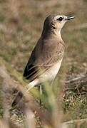 Isabelline Wheatear