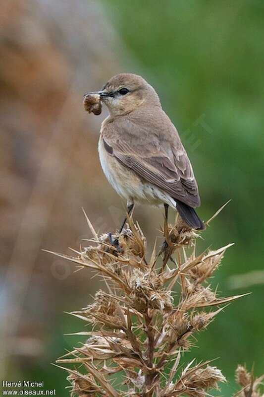 Isabelline Wheatear female adult breeding, identification, pigmentation