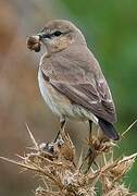 Isabelline Wheatear