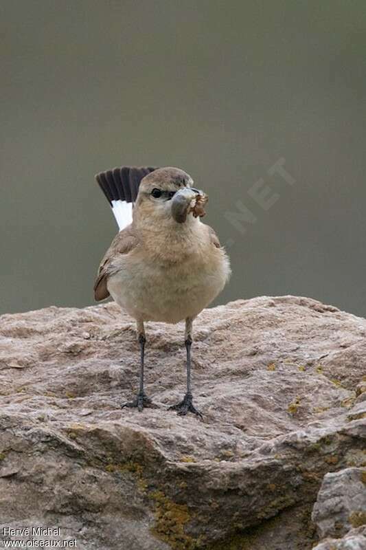 Isabelline Wheatearadult breeding, pigmentation, feeding habits