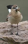 Isabelline Wheatear