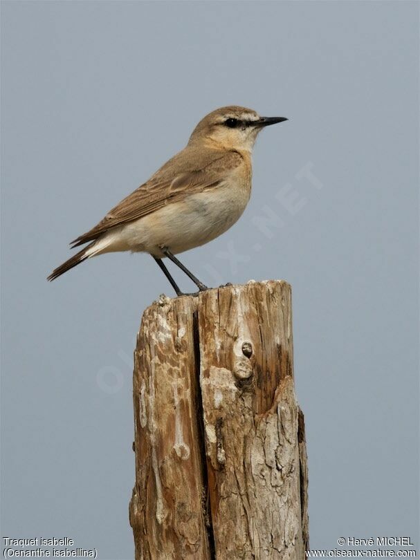 Isabelline Wheatear