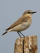 Isabelline Wheatear