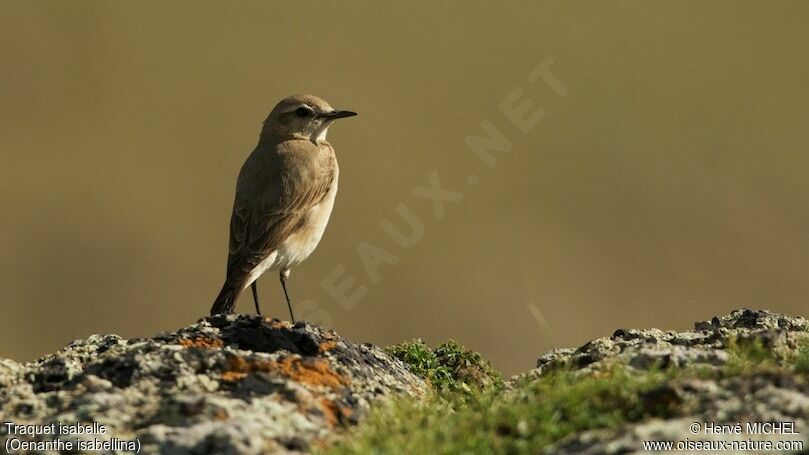 Isabelline Wheatear