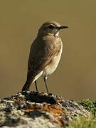 Isabelline Wheatear