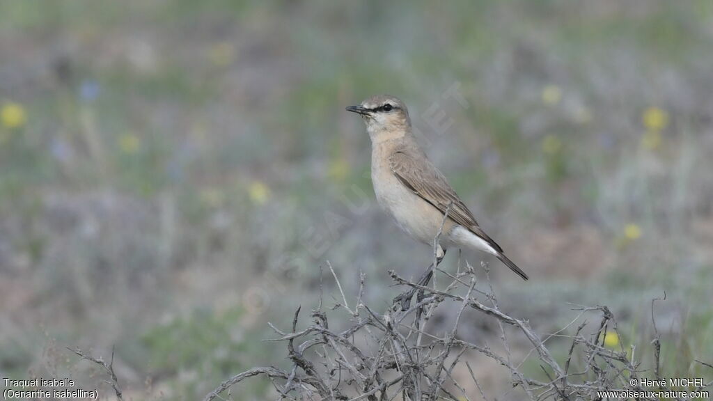 Isabelline Wheatearadult