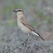 Isabelline Wheatear