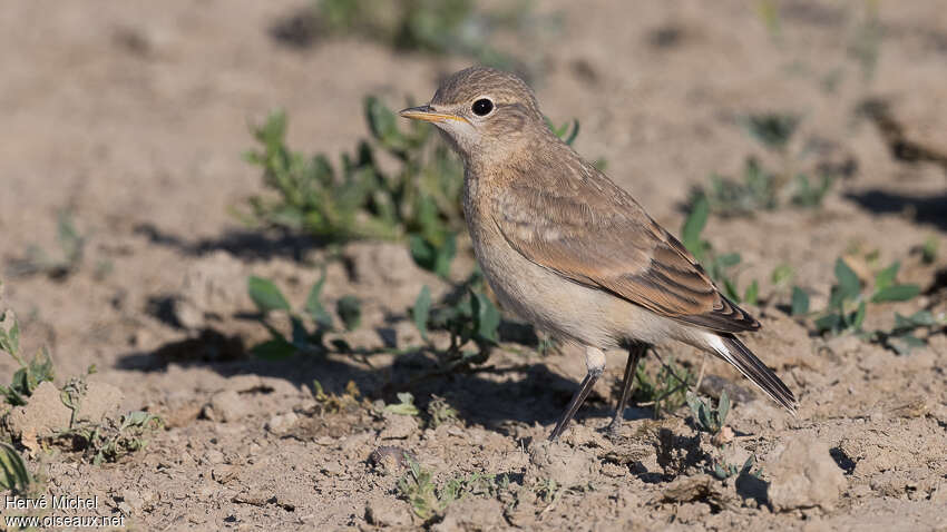 Traquet isabellejuvénile, identification