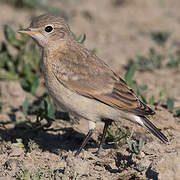 Isabelline Wheatear