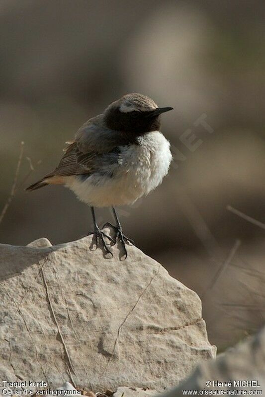 Kurdish Wheatear male adult breeding