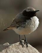 Kurdish Wheatear