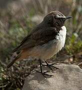 Kurdish Wheatear