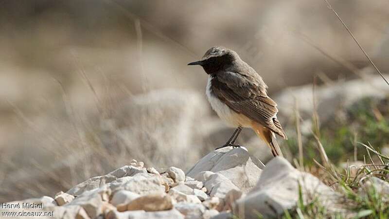 Kurdish Wheatear male adult breeding, habitat, pigmentation