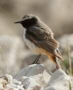 Kurdish Wheatear