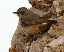 Kurdish Wheatear