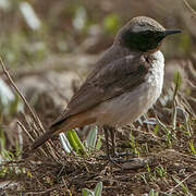 Kurdish Wheatear