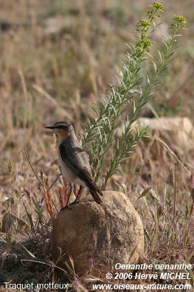 Northern Wheatear female adult breeding