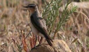 Northern Wheatear