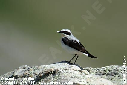 Northern Wheatear male adult breeding