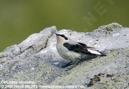 Northern Wheatear male adult breeding