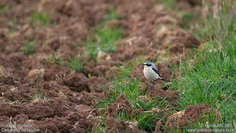 Northern Wheatear male adult breeding, Behaviour