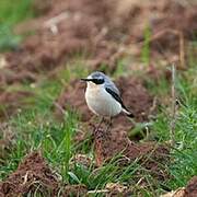 Northern Wheatear