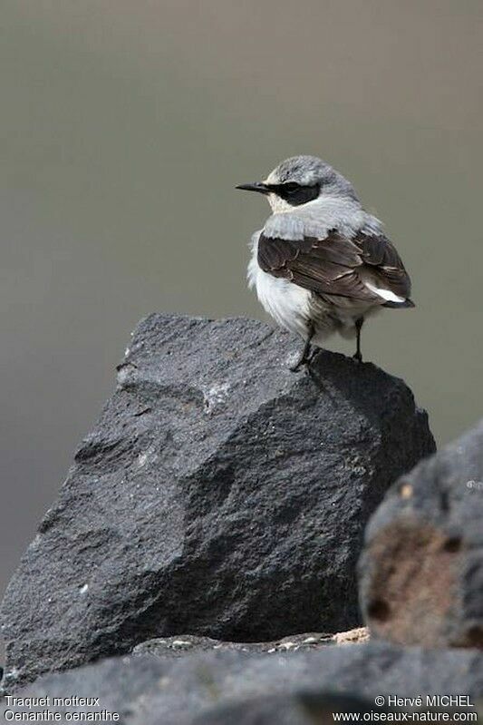 Northern Wheatear male adult breeding