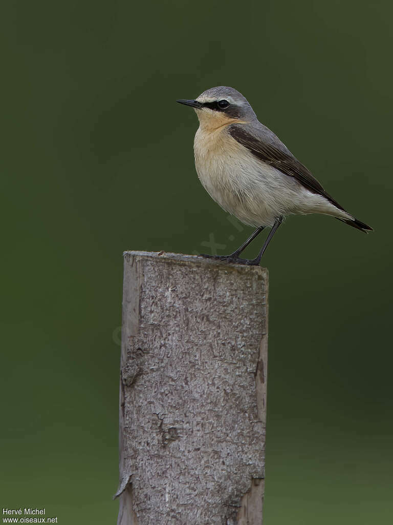 Northern Wheatear male adult breeding, identification