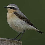 Northern Wheatear