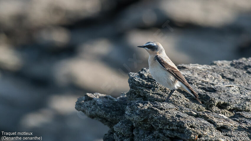 Northern Wheatear male