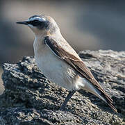 Northern Wheatear