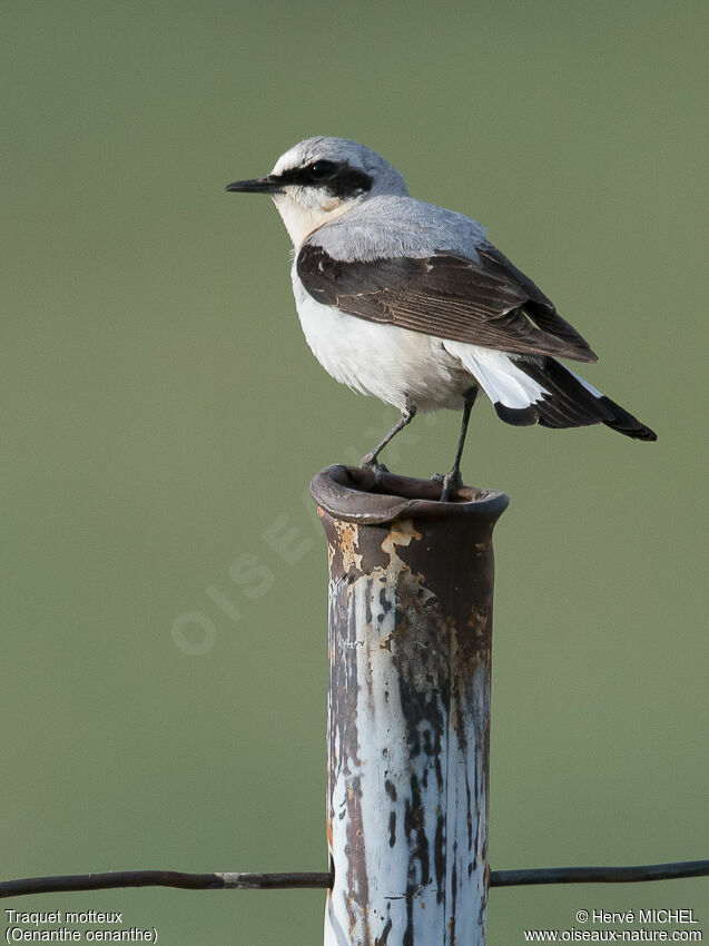 Northern Wheatear male adult breeding