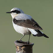 Northern Wheatear