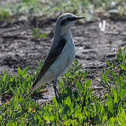 Northern Wheatear