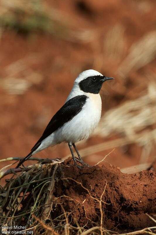 Eastern Black-eared Wheatear male adult breeding, identification