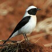 Eastern Black-eared Wheatear