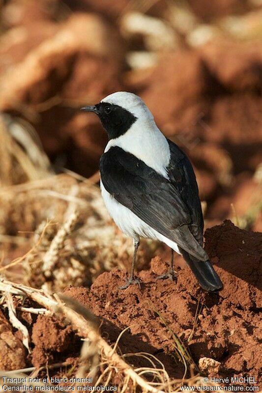 Eastern Black-eared Wheatear male adult breeding