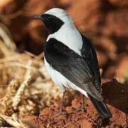 Eastern Black-eared Wheatear