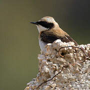 Eastern Black-eared Wheatear