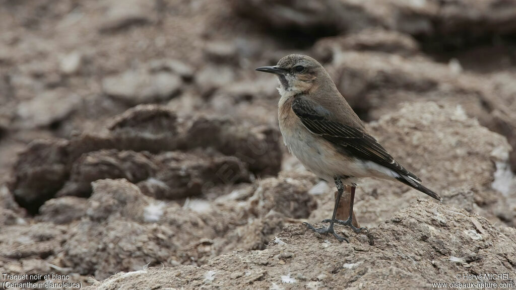 Eastern Black-eared Wheatearadult post breeding, identification