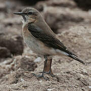 Eastern Black-eared Wheatear