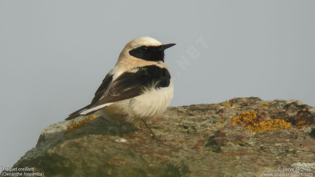 Western Black-eared Wheatear male adult breeding