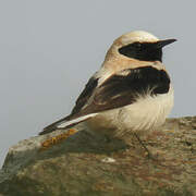 Black-eared Wheatear