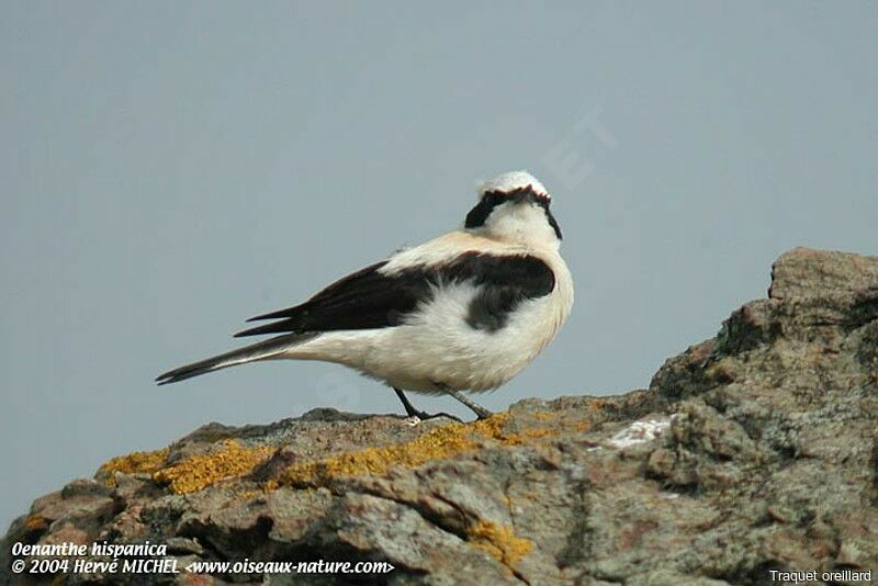 Western Black-eared Wheatear