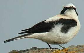 Western Black-eared Wheatear