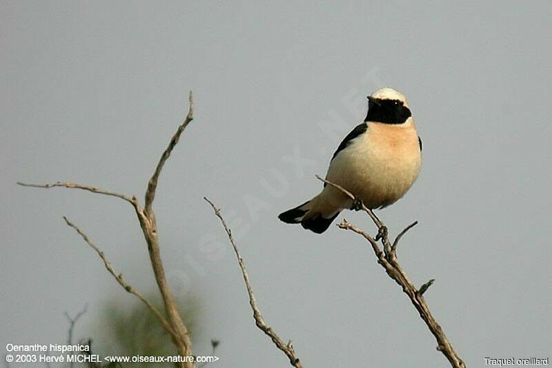 Western Black-eared Wheatear