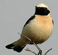 Western Black-eared Wheatear