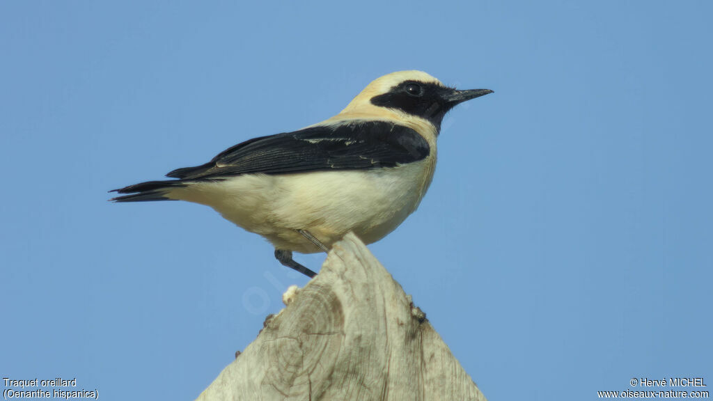 Black-eared Wheatear